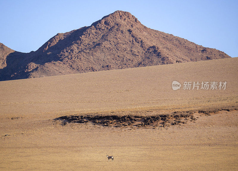 南非大羚羊(oryx gazella)